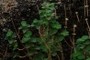 Plantas