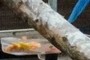 Feeder