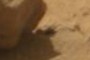 shadow of something with antannae