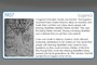1907 Eugenics
