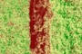 NDVI signature?