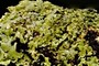 Lichen?