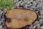 Mashroom