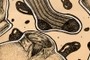 Detail 4