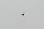 bird flying