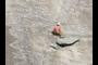 Climber