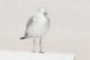 Berd