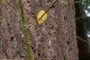 little leaf