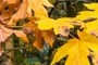 yellow and gold