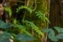 ferns