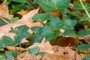 ivy