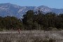 Monarch butterfly area