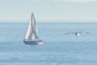Sailing along