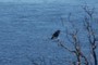 Crow