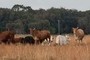 Cows