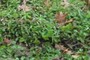 Creeping Charlie (Glechoma hederacea)