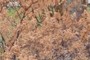 Japanese knotweed (Polygonum cuspidatum)