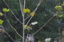American Sycamore (Platanus occidentalis)