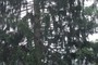 Norway Spruce (Picea alba)