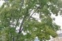 Norway Maple (Acer platanoides)