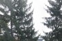 NORWAY SPRUCE