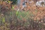 Japanese Knot Weed