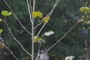 'merican (American) sycamore