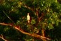 Hawk, resting