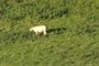 cows