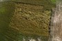 Grass experiment?
