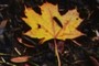 Leaf