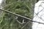 Face in the Tree?