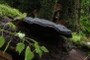 There's a fungus amoung us