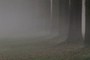 fog & trees
