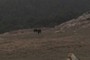Moo Cows!