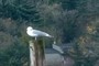 Gull