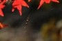 small WWW