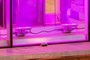 LEDs