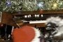 Electric Organ