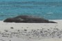 Monk Seal Sleeping