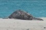 Molting Monk Seal