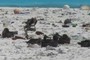 Frigatebird