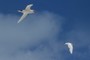 Red-tailed Tropic Birds