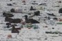 Masked Booby