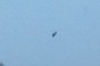 Hawk