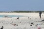 Seal Research