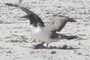 Learning to Fly