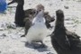 Laysan Albatross Chick