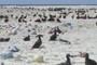 Black-footed Albatross Chicks
