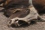 Carcass